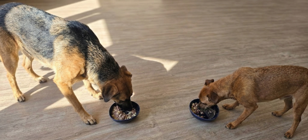 Enzi und Uno FRED Nassfutter von Fred & Felia beim Testessen